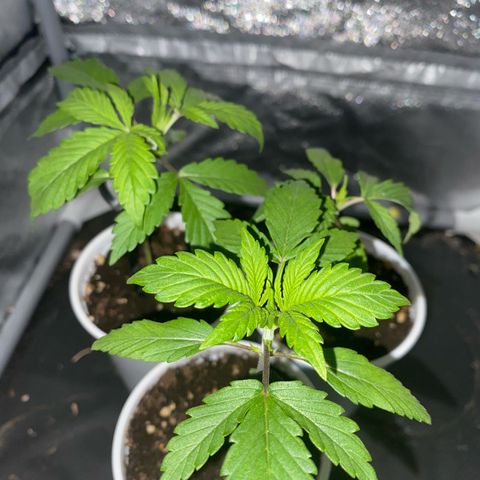 Gorilla Cookies Auto growlog timeline photo