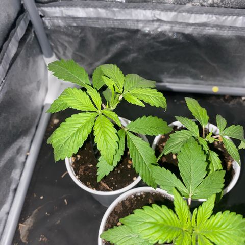 Gorilla Cookies Auto growlog timeline photo