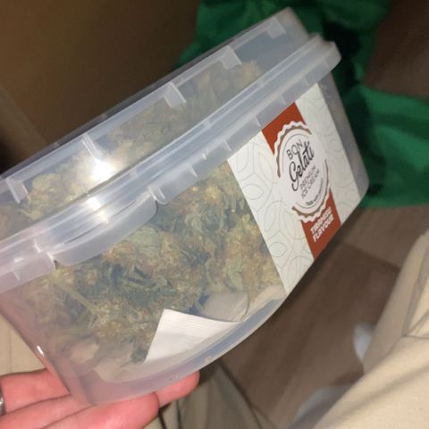 Gorilla Cookies FF growlog photo: 80G+ AFTER DRYING. NOW CURING