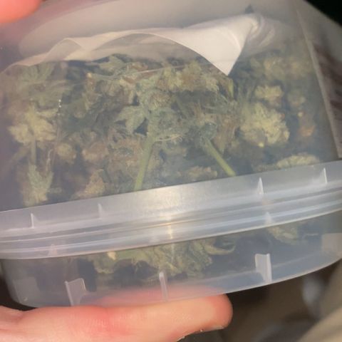 Gorilla Cookies FF growlog photo: 80G+ AFTER DRYING. NOW CURING