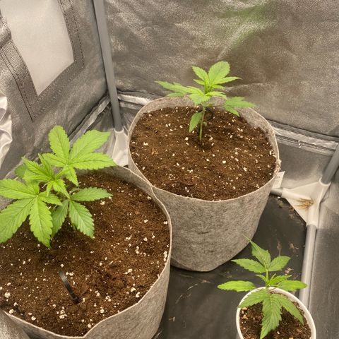 Gorilla Cookies Auto growlog timeline photo
