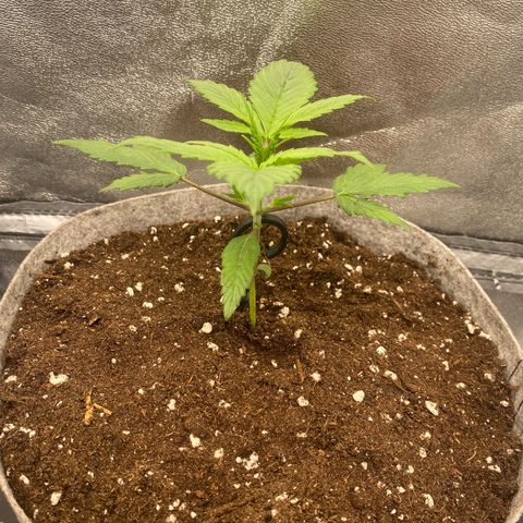 Gorilla Cookies Auto growlog timeline photo