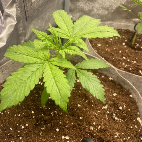 Gorilla Cookies Auto growlog timeline photo