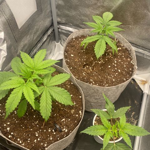 Gorilla Cookies Auto growlog timeline photo