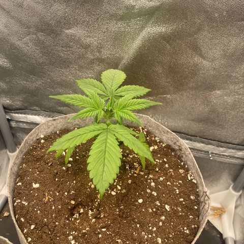 Gorilla Cookies Auto growlog timeline photo