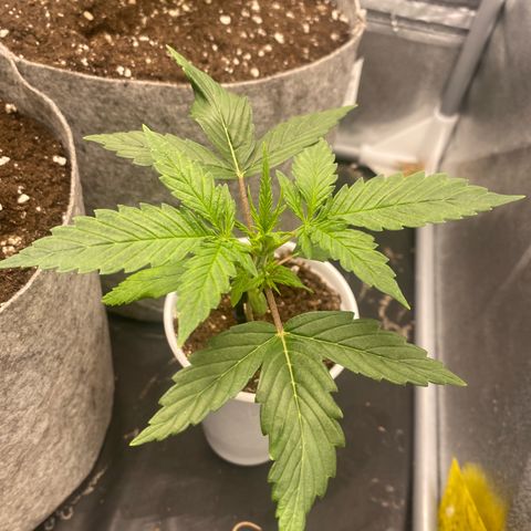 Gorilla Cookies Auto growlog timeline photo