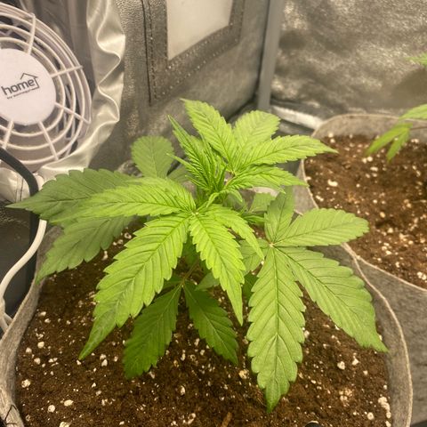 Gorilla Cookies Auto growlog timeline photo