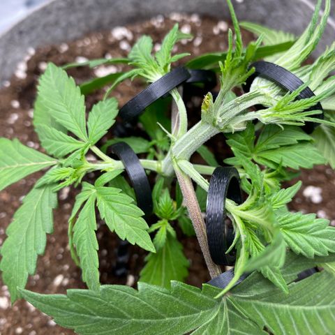 Gorilla Cookies Auto growlog timeline photo
