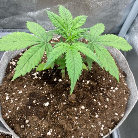 Gorilla Cookies Auto growlog timeline photo