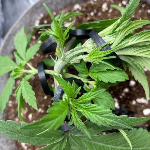 Gorilla Cookies Auto growlog timeline photo