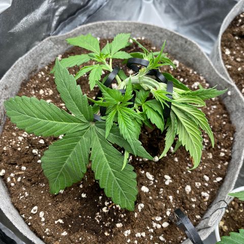 Gorilla Cookies Auto growlog timeline photo