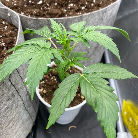 Gorilla Cookies Auto growlog timeline photo