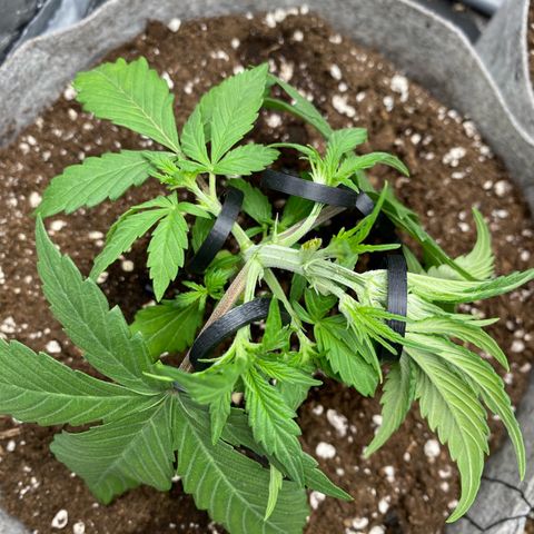 Gorilla Cookies Auto growlog timeline photo