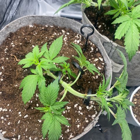 Gorilla Cookies Auto growlog timeline photo
