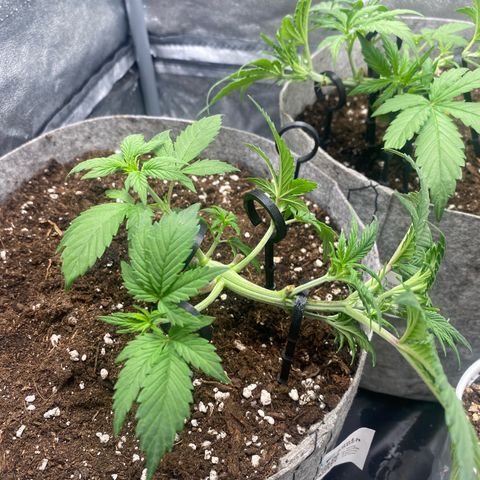 Gorilla Cookies Auto growlog timeline photo