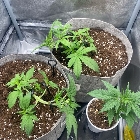 Gorilla Cookies Auto growlog timeline photo