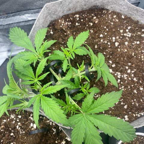 Gorilla Cookies Auto growlog timeline photo