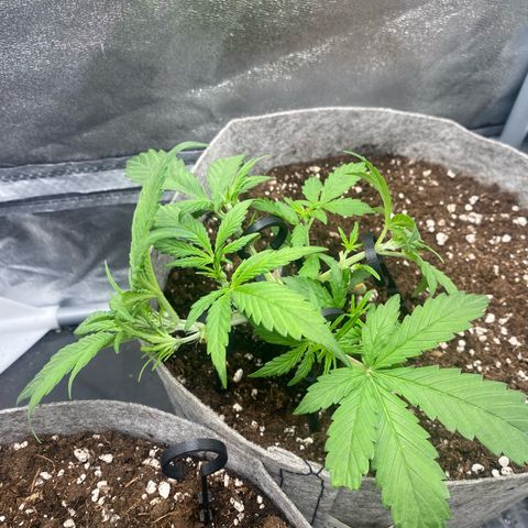 Gorilla Cookies Auto growlog timeline photo