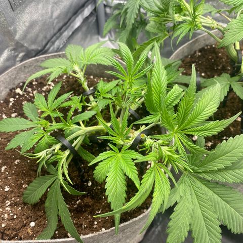 Gorilla Cookies Auto growlog timeline photo