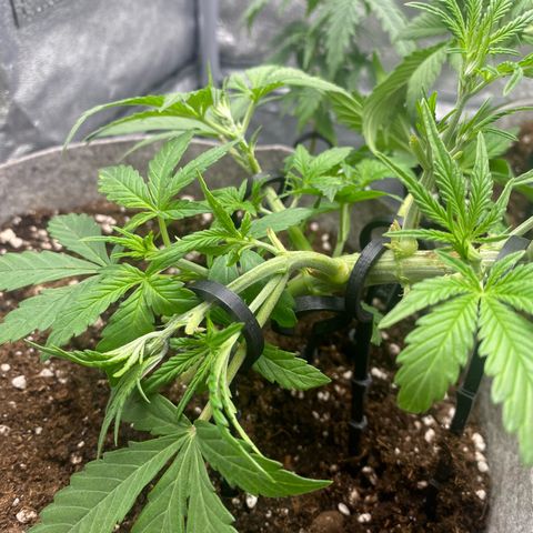 Gorilla Cookies Auto growlog timeline photo