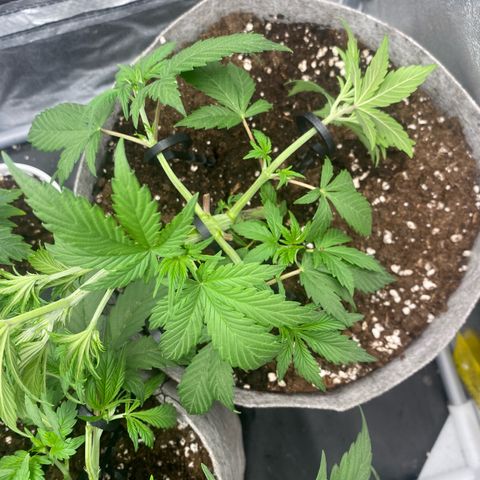 Gorilla Cookies Auto growlog timeline photo