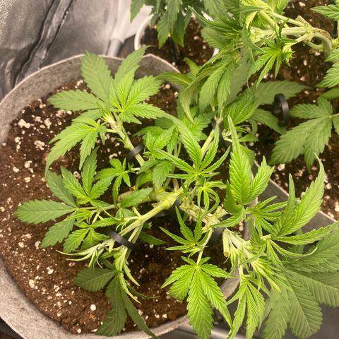 Gorilla Cookies Auto growlog timeline photo