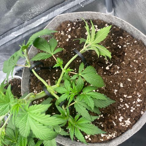 Gorilla Cookies Auto growlog timeline photo