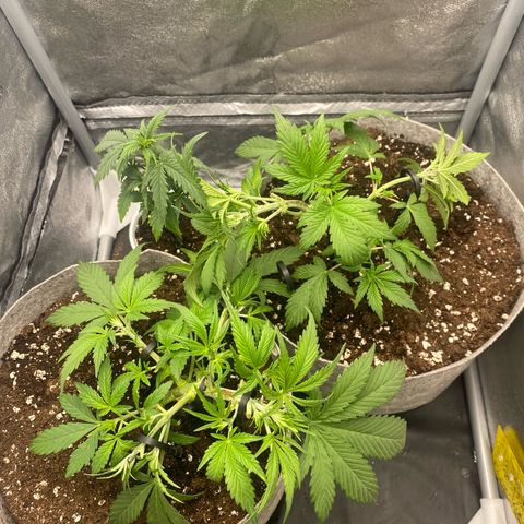 Gorilla Cookies Auto growlog timeline photo