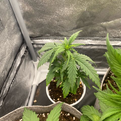 Gorilla Cookies Auto growlog timeline photo