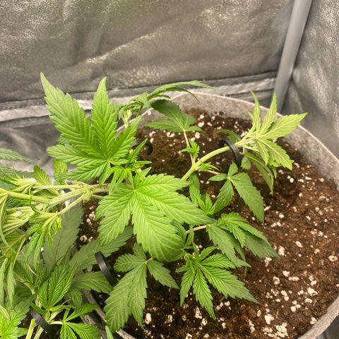 Gorilla Cookies Auto growlog timeline photo