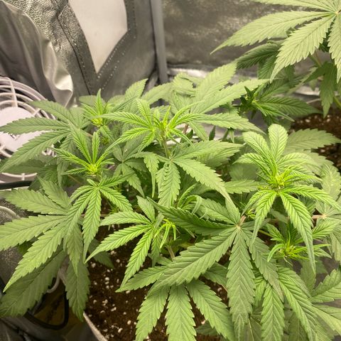 Gorilla Cookies Auto growlog timeline photo