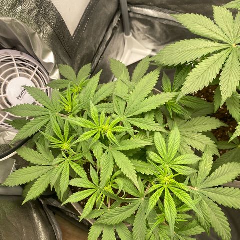 Gorilla Cookies Auto growlog timeline photo