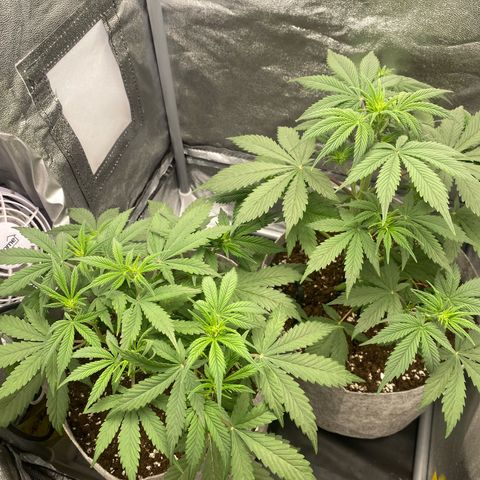 Gorilla Cookies Auto growlog timeline photo