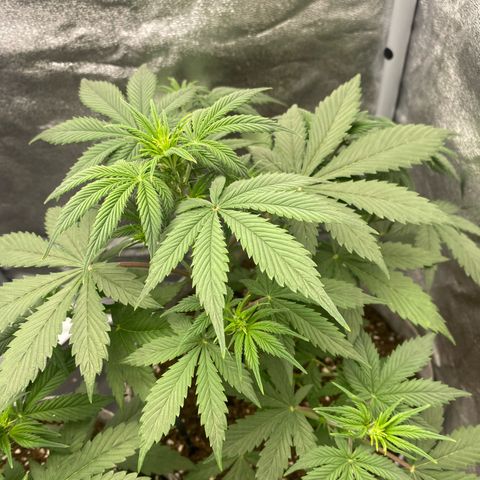 Gorilla Cookies Auto growlog timeline photo