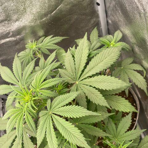 Gorilla Cookies Auto growlog timeline photo