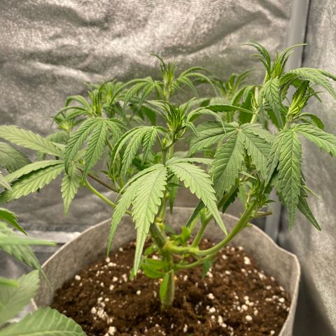 Gorilla Cookies Auto growlog timeline photo