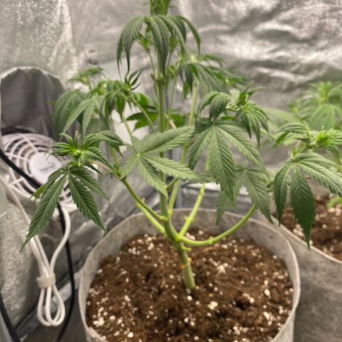 Gorilla Cookies Auto growlog timeline photo