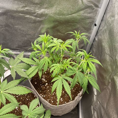 Gorilla Cookies Auto growlog timeline photo