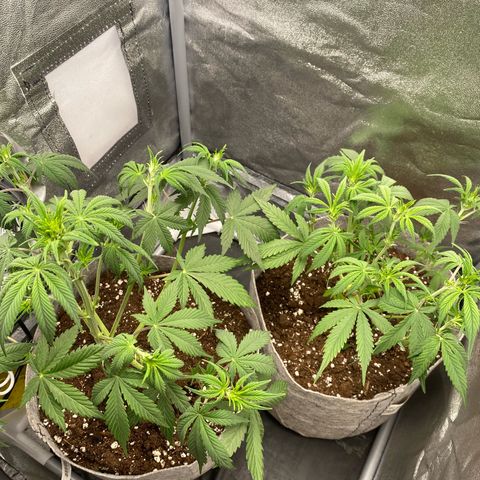 Gorilla Cookies Auto growlog timeline photo