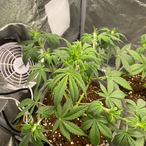 Gorilla Cookies Auto growlog timeline photo