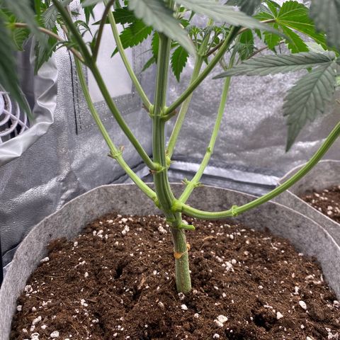 Gorilla Cookies Auto growlog timeline photo