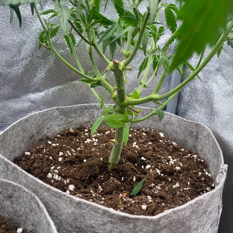 Gorilla Cookies Auto growlog timeline photo