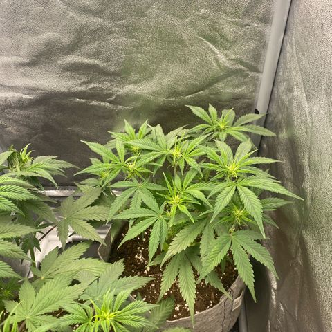Gorilla Cookies Auto growlog timeline photo