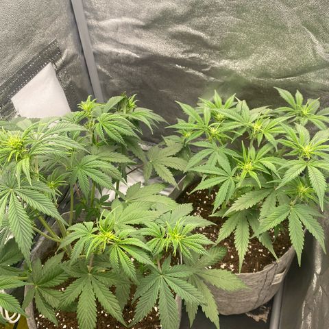 Gorilla Cookies Auto growlog timeline photo