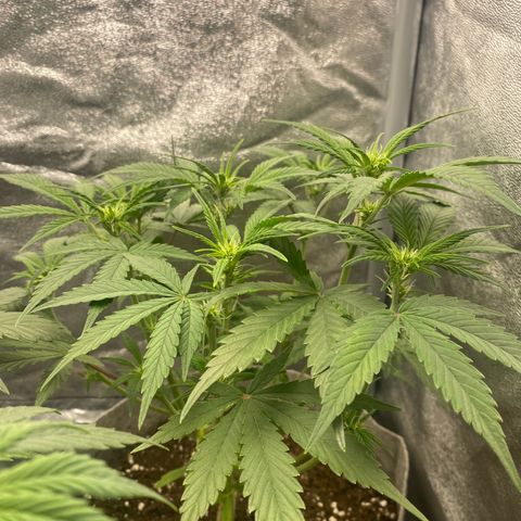 Gorilla Cookies Auto growlog timeline photo