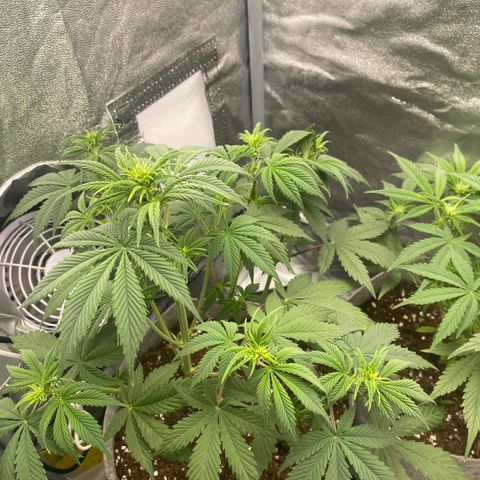 Gorilla Cookies Auto growlog timeline photo
