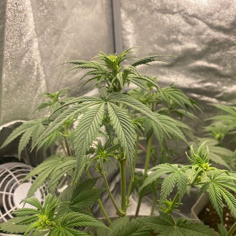 Gorilla Cookies Auto growlog timeline photo