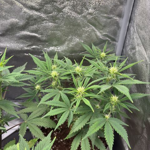 Gorilla Cookies Auto growlog timeline photo