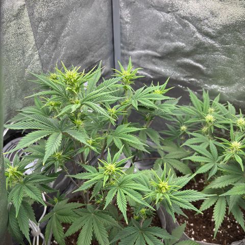 Gorilla Cookies Auto growlog timeline photo