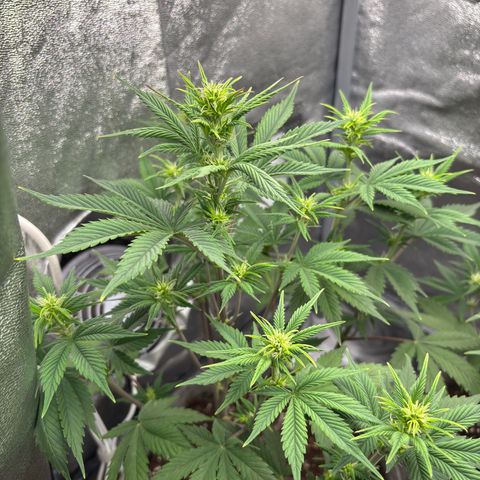 Gorilla Cookies Auto growlog timeline photo